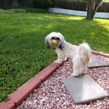 Entry image for Cody