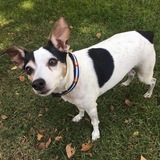 Entry image for Juliet