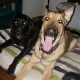 Entry image for Duff and Riggs