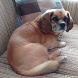 Entry image for Scrappy