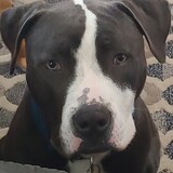 Entry image for Diesel