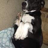 Entry image for Cheddar