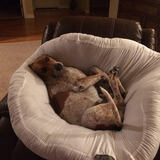 Entry image for Maverick