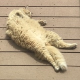 Entry image for Nino