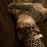 Entry image for Missy