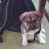 Entry image for Boomer