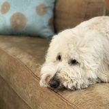 Entry image for Digby