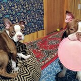 Entry image for Nugget and Duece