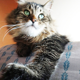 Entry image for Harley