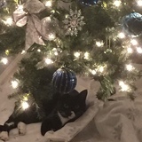 Entry image for Tina