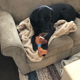 Entry image for Buster