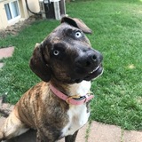 Entry image for Nymeria