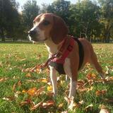 Entry image for Elroy