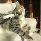 Entry image for Tinker