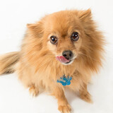 Entry image for Ophelia