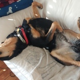 Entry image for Kodiak