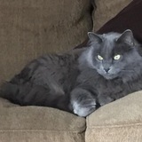 Entry image for Meme