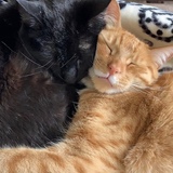 Entry image for Louie and PJ