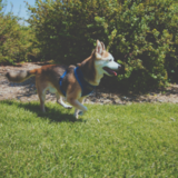 Entry image for Sebastian