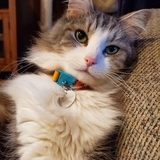 Entry image for Finn