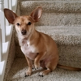 Entry image for Jakey the Roo