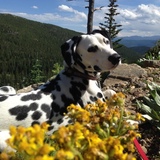 Entry image for Oreo