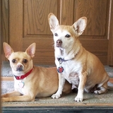 Entry image for Cookie & PD