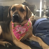 Entry image for Lola