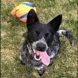 Entry image for Pepper