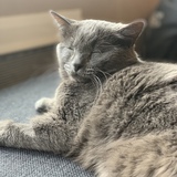 Entry image for Aslan