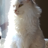 Entry image for Lucy