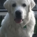 Entry image for Bentley