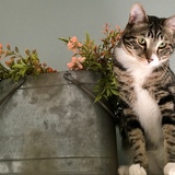 Entry image for Rocky