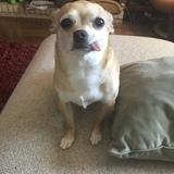 Entry image for Sophia (AKA Peanut)