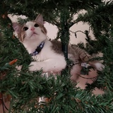 Entry image for Avery