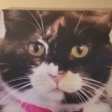 Entry image for Mittens