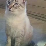 Entry image for Purrzi