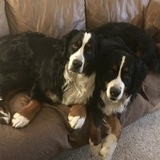 Entry image for Bronco and Gracie