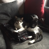 Entry image for Orion & Lincoln