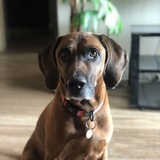 Entry image for Millie