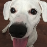 Entry image for Olive