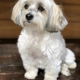 Entry image for Charlie