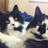 Entry image for DUKE &  DAISY