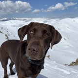 Entry image for Molly