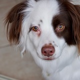 Entry image for Dash