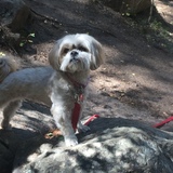 Entry image for Sadie 