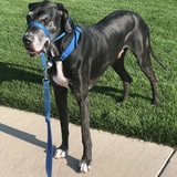 Entry image for Jake