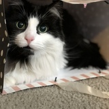 Entry image for Loki