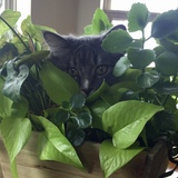 Entry image for Ellie