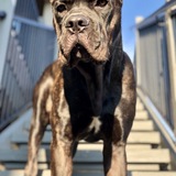 Entry image for Gabriel